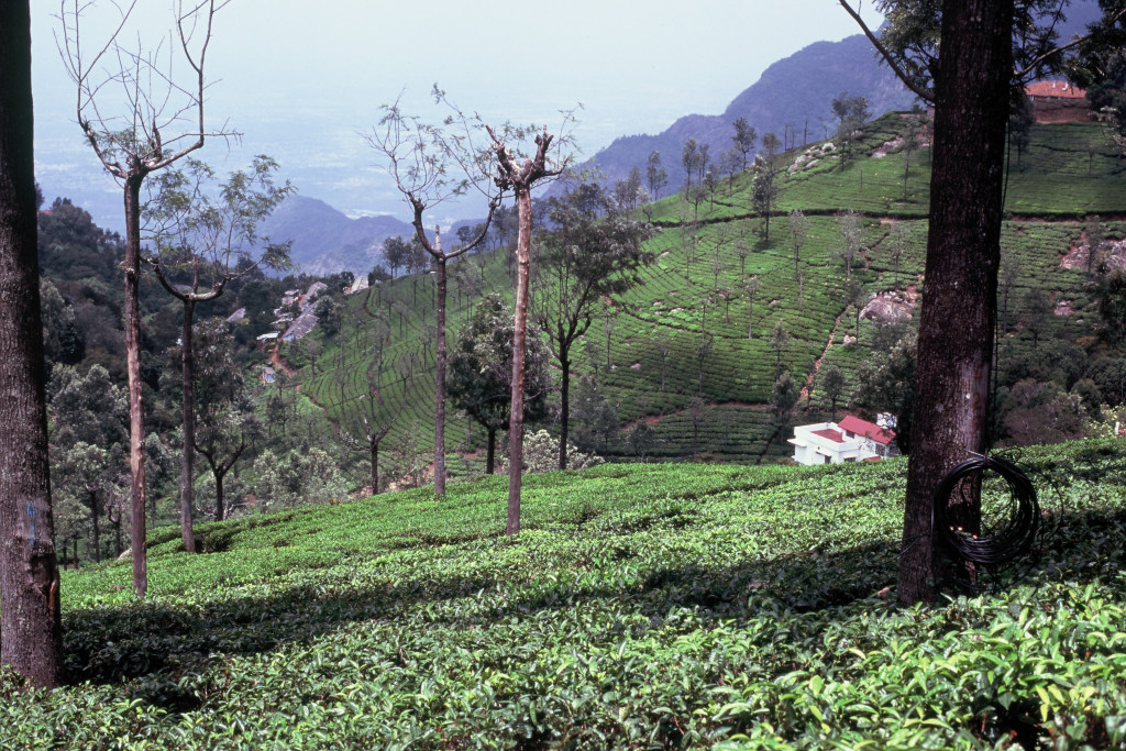 Coonoor Tea Fields