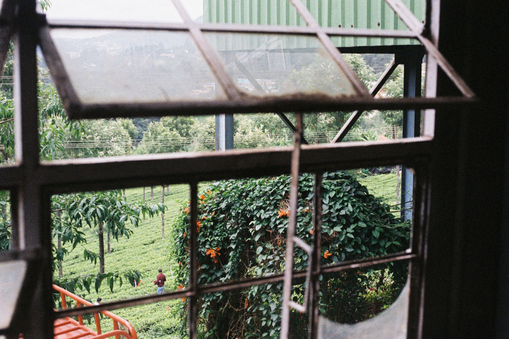 Highfield Tea Factory