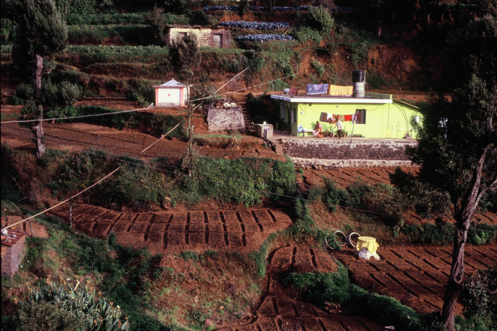 Ooty Tea Fields