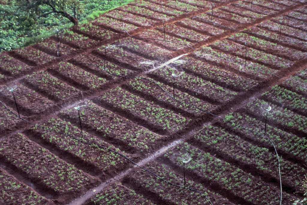 Ooty Tea Fields