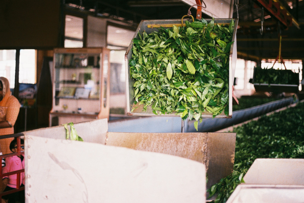Dodabetta Tea Factory: The Tea Museum