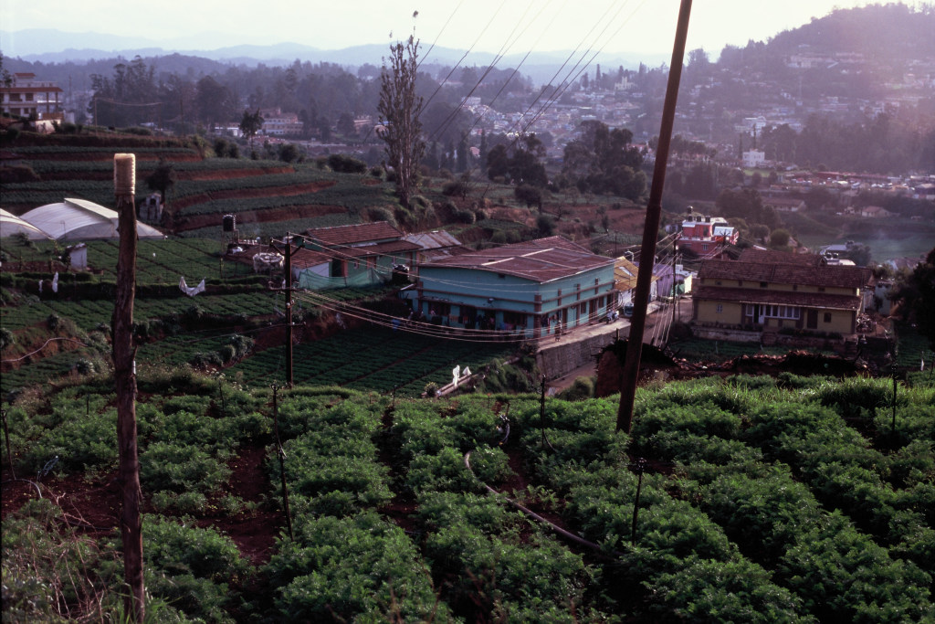 Ooty Tea Fields