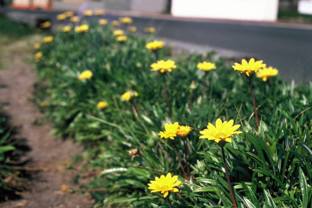 Onetangi dandelions