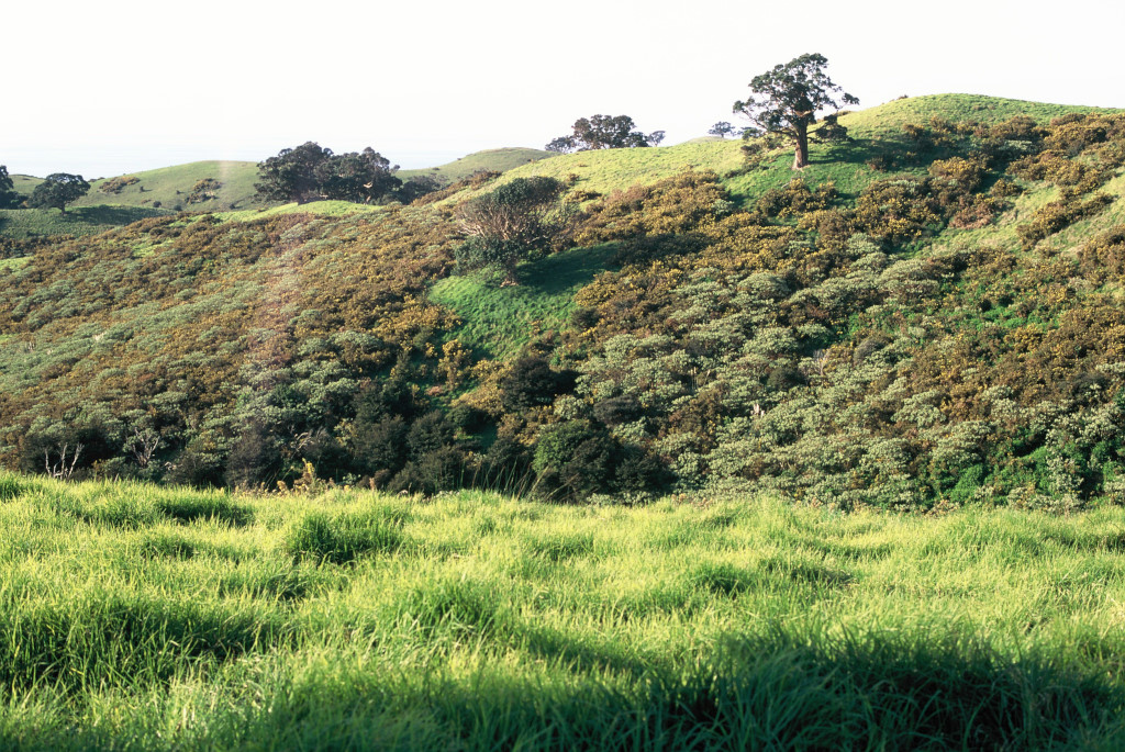 Tree in field on Waiheke island