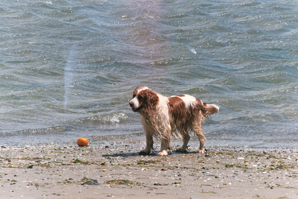 Tauranga beach